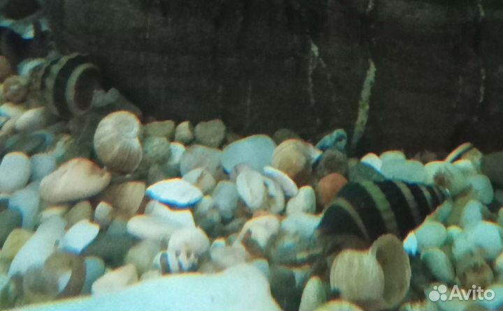 Улитка хелена