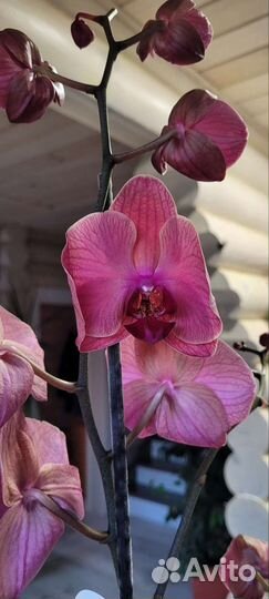 Орхидея фаленопсис