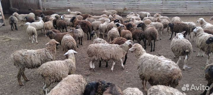 Овцы, бараны