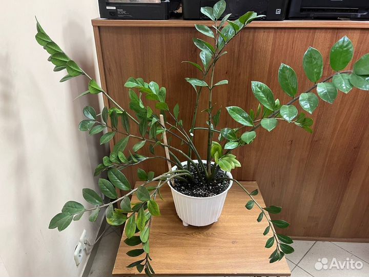 Фикус бенджамина диффенбахия замиокулькас взрослые