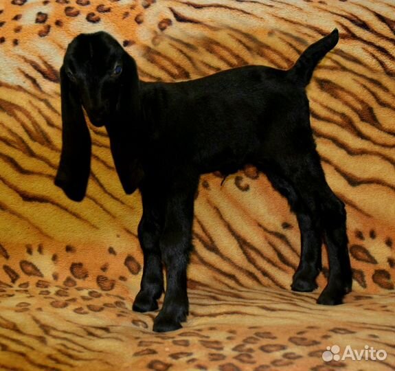 Камори козы. Тёлочка Джерси