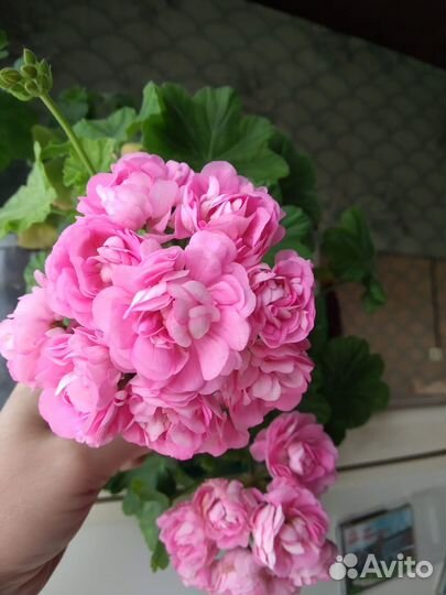 Цветы домашние в горшках