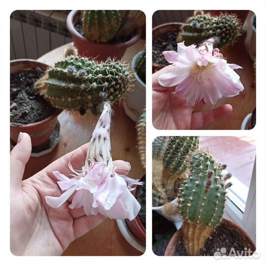 Кактусы цветущие