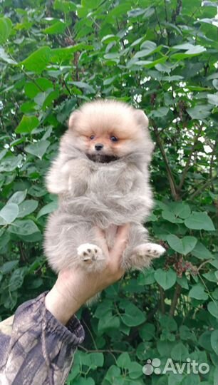 Корм для щенков акари де люкс