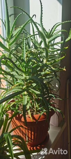 Алоэ древовидное столетник