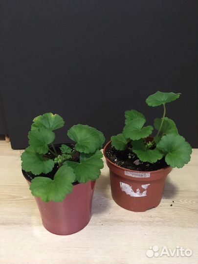 Пеларгония герань