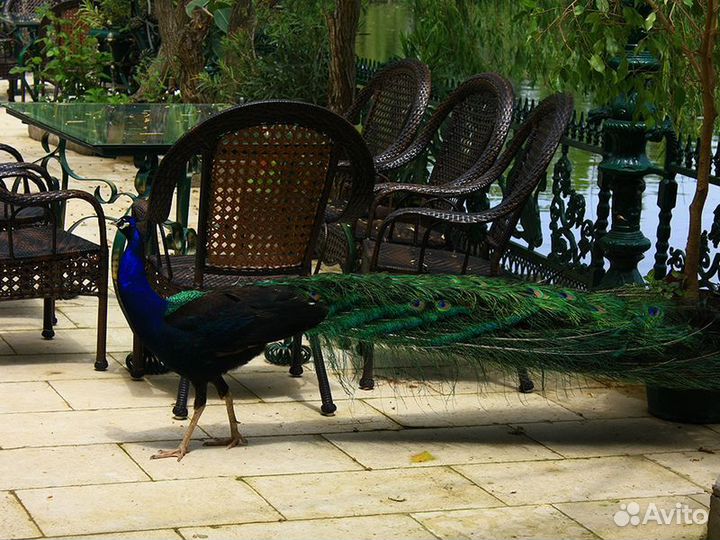 Экскурсия — Бургас — Балканская Сказка Для Детей И