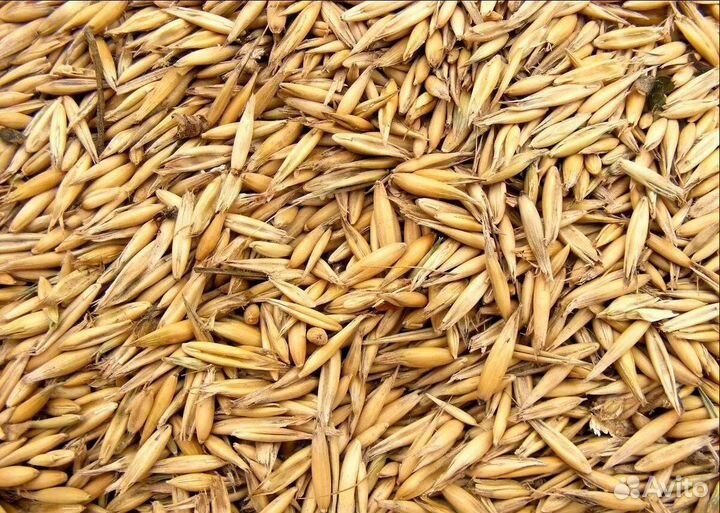 Пшеница яровая, Фуражная пшеница корма