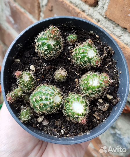 Разные кактусы