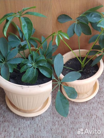 Шеффлера,цена с горшком, 2 шт