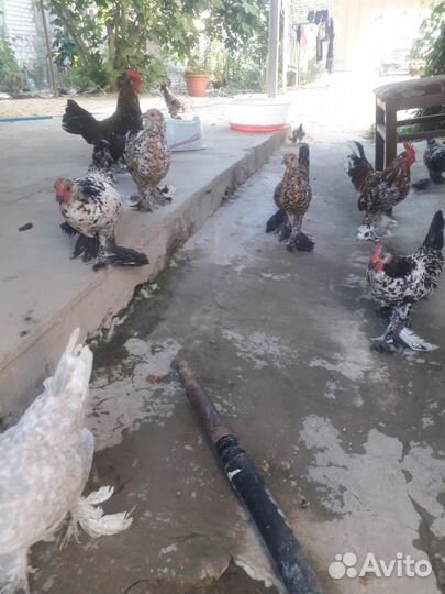 Китайские куры