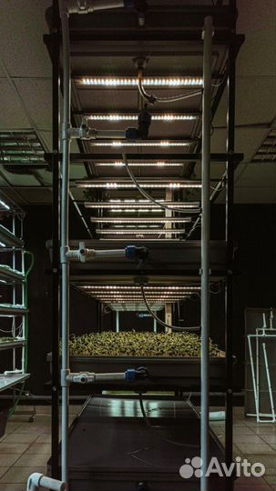 Оборудование для бизнеса на зелени и микрозелени