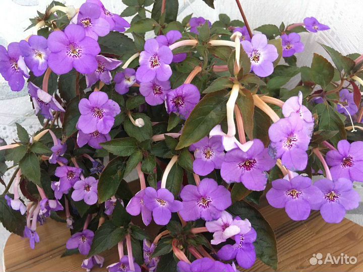 Ризомы Ахименесов