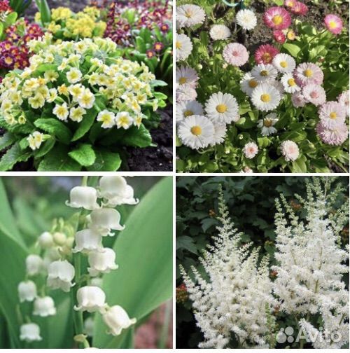 Многолетние растения, цветы