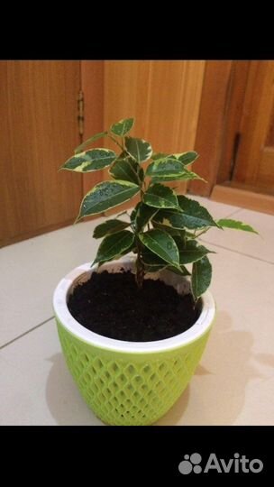 Комнатные цветы