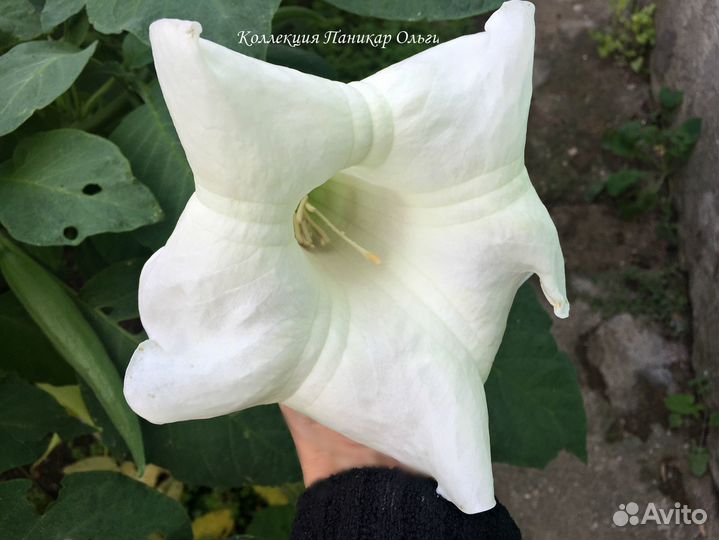 Бругмансия