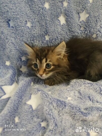 Котенок совенок в дар