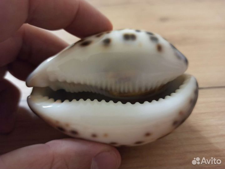 Морская раковина