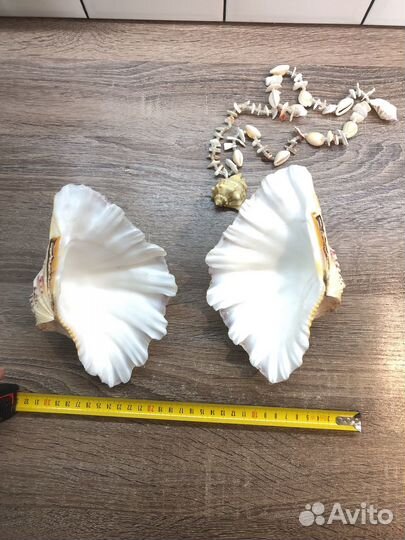 Ракушка морская большая