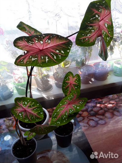 Комнатные цветы