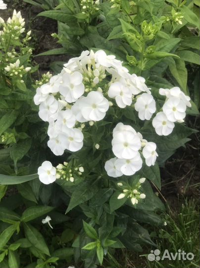 Цветы из сада