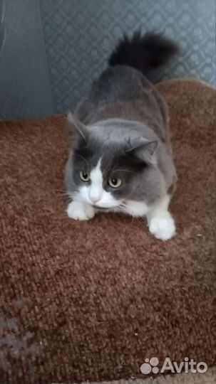 Котик в добрые руки