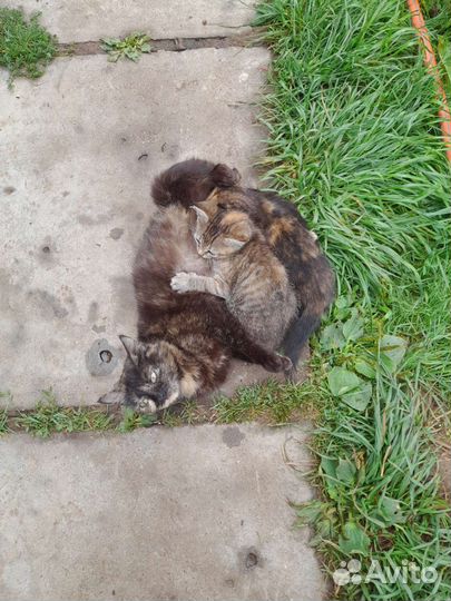 Котята 1.5 мес в добрые руки