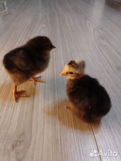 Цыплята домашние мясо- яичной породы