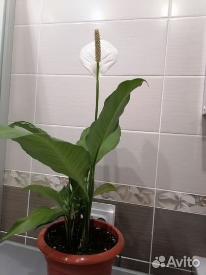 Цветок женское счастье