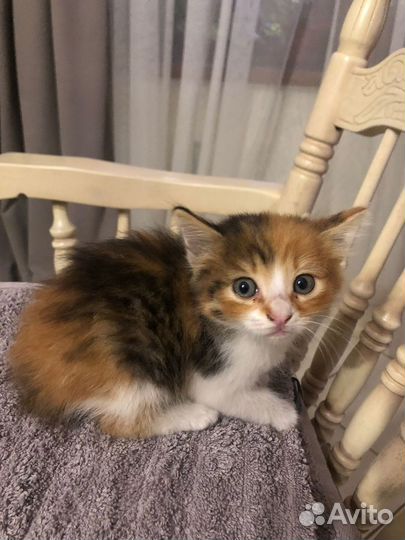 Рыжий котенок девочка в добрые руки