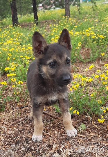 Щенки для ответственных хозяев