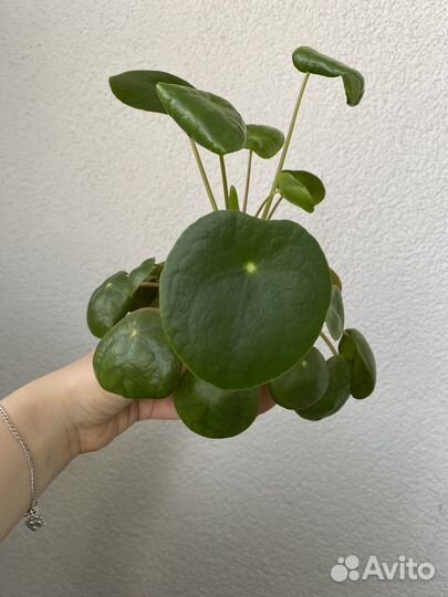 Пилея пеперомиевидная