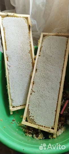 Пчелы с ульями