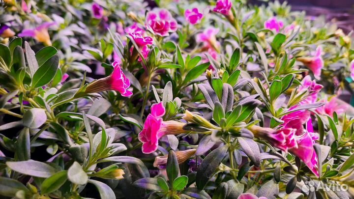 Калибрахоа, петуния, неукор