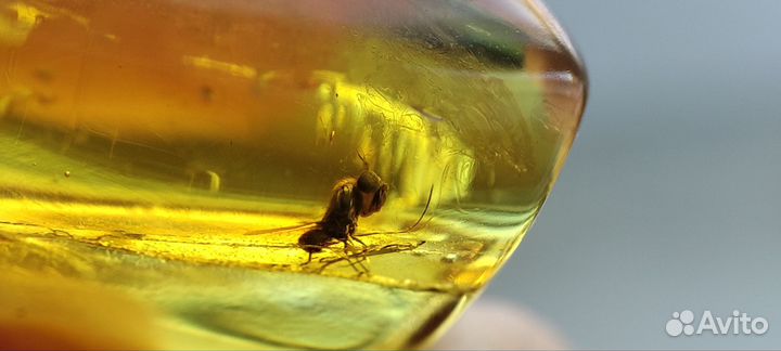 Янтарный инклюзив