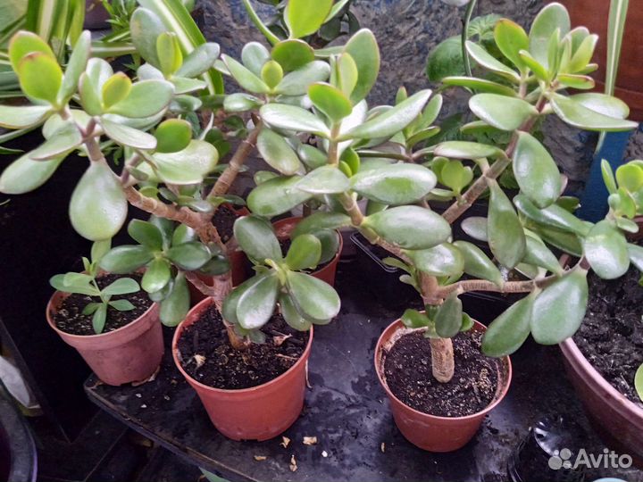 Толстянка денежное дерево