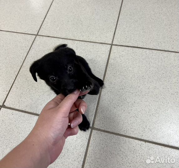 Щенки бесплатно