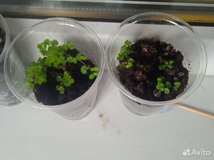 Солейролия