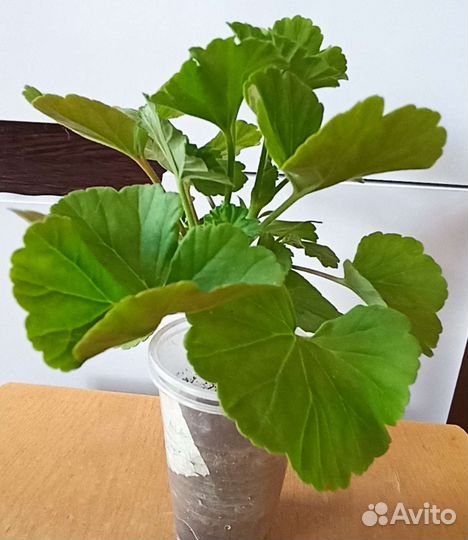 Сортовая пеларгония