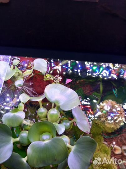 Водный гиацинт