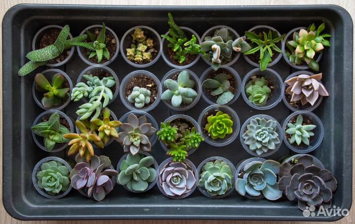 Суккуленты