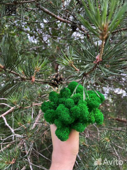 Стабилизированный Мох: Большой выбор цветов, 500г