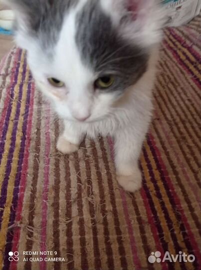 Дымок ищет дом и хороших хозяев