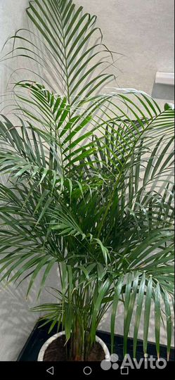 Пальма Арека хризалидокарпус