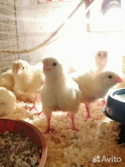 Цыплята бройлеры кобб 500