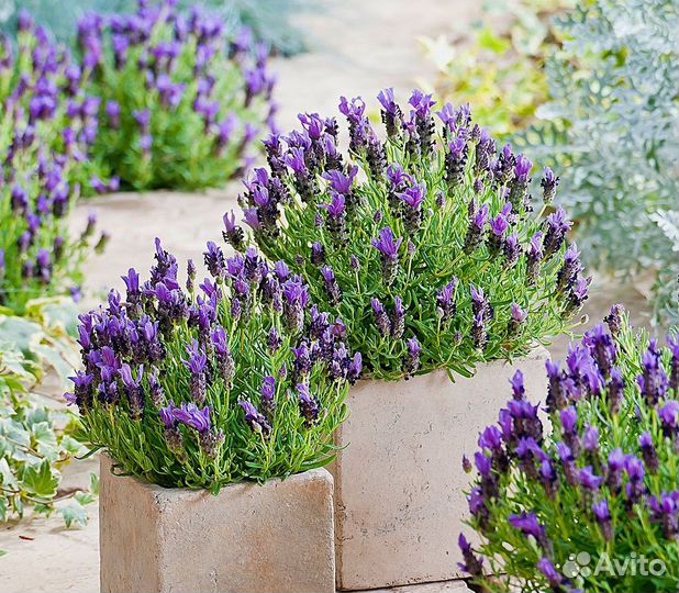 Лаванда узколистная