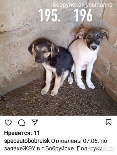 Малыши-крепыши ищут дом