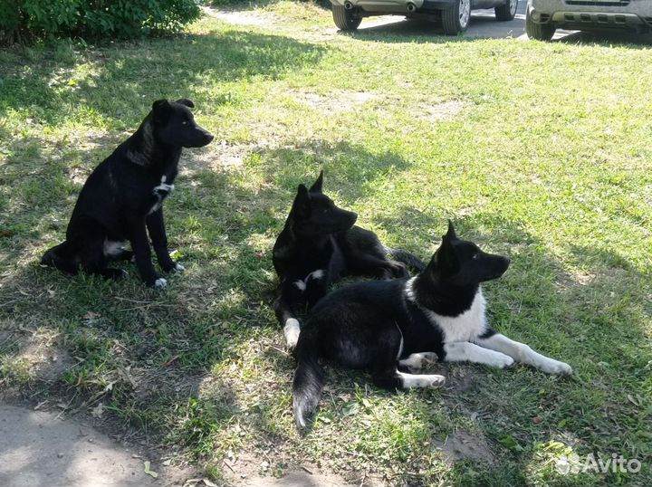 Щенок дворняжка в добрые руки