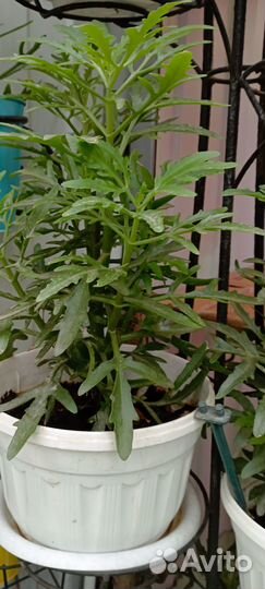 Продам цветы