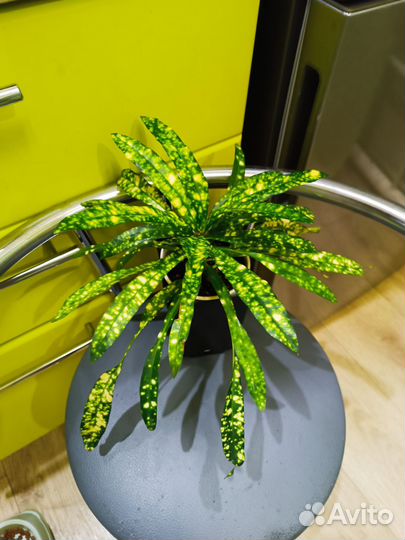 Кротон Брызги Шампанского и др